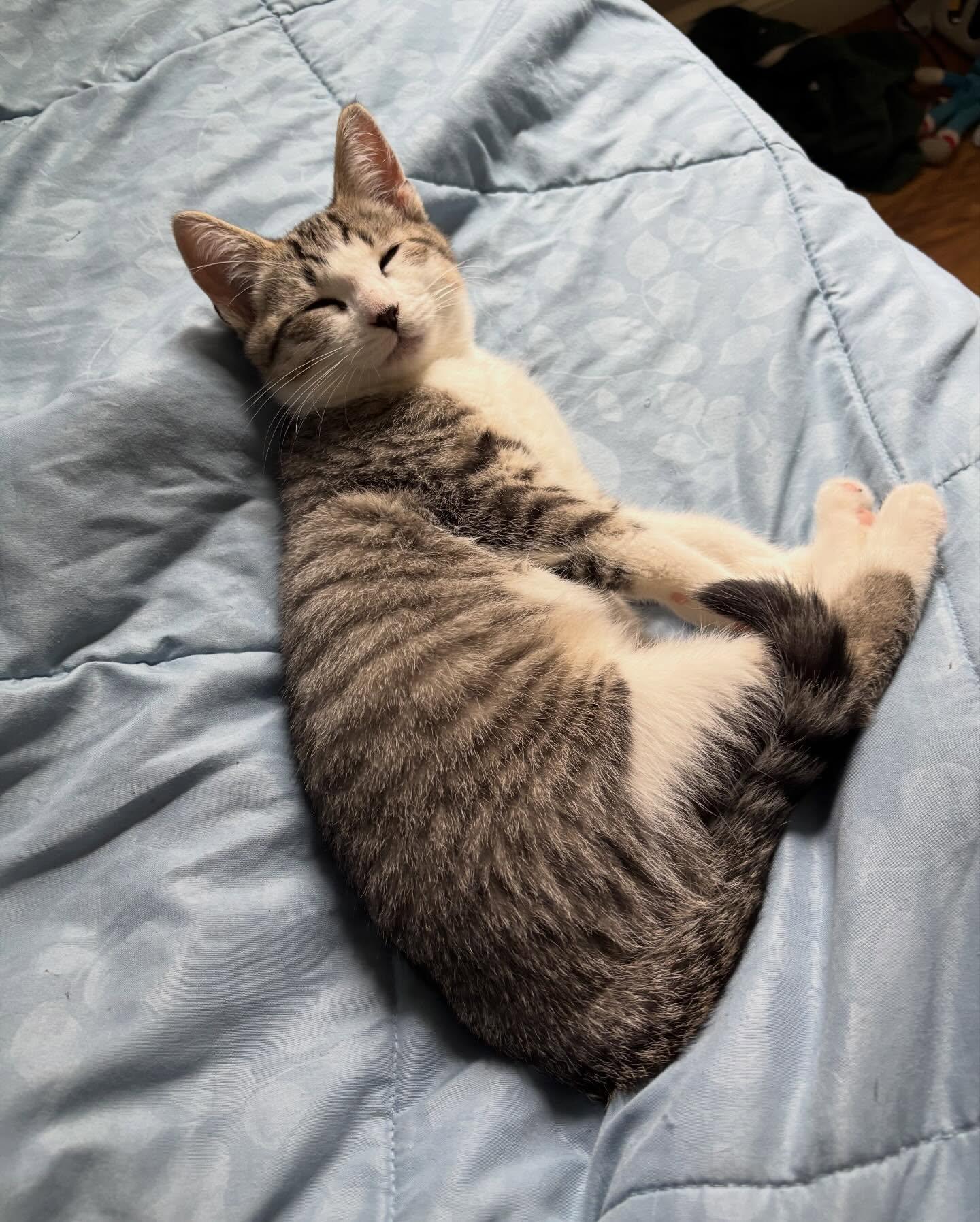 Enlarge Linus, a Adopted Domestic Short Hair in Holland, MI image 1/3