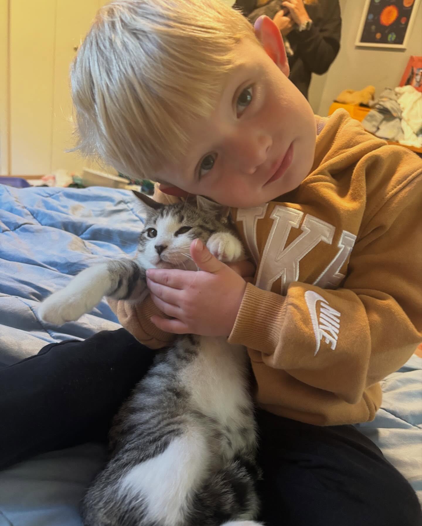 Enlarge Linus, a Adopted Domestic Short Hair in Holland, MI image 2/3