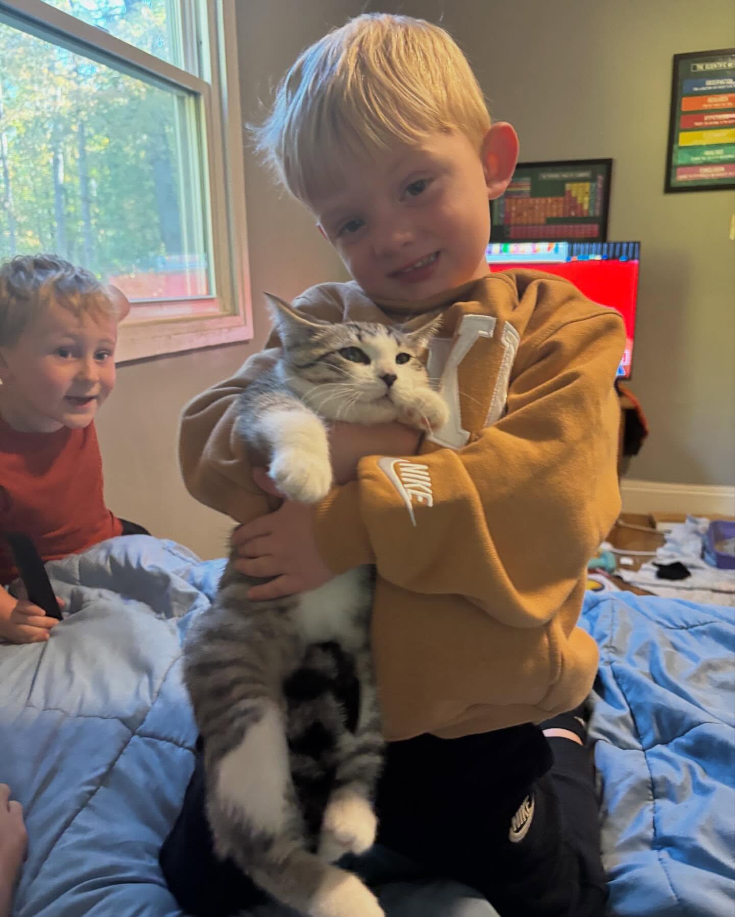 Enlarge Linus, a Adopted Domestic Short Hair in Holland, MI image 3/3