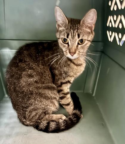Enlarge Sicily (at Pounce Cafe), an adopted Domestic Short Hair in Charleston, SC image 1/1