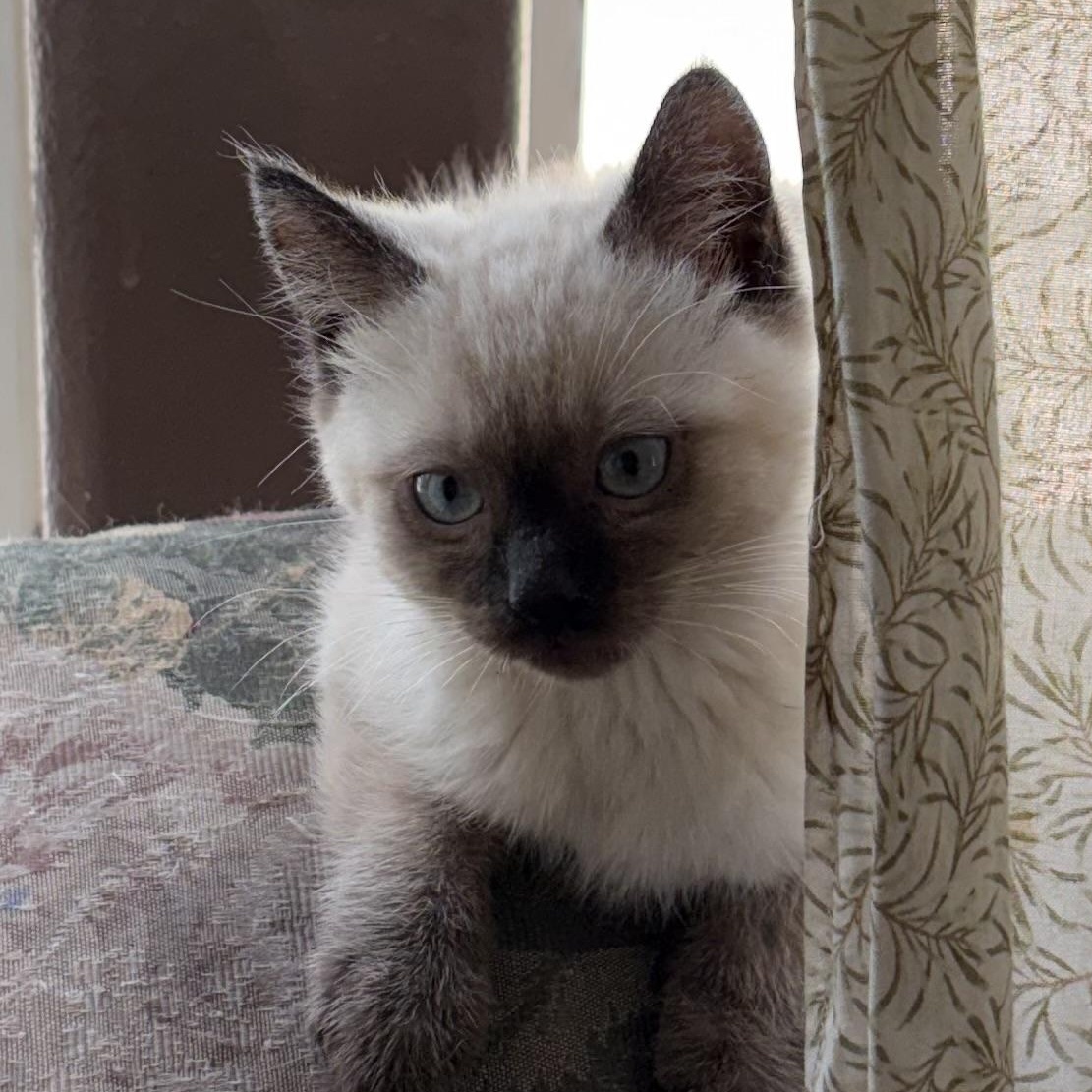 Enlarge Zeus, a ADOPTABLE Siamese in Portland, OR image 5/5