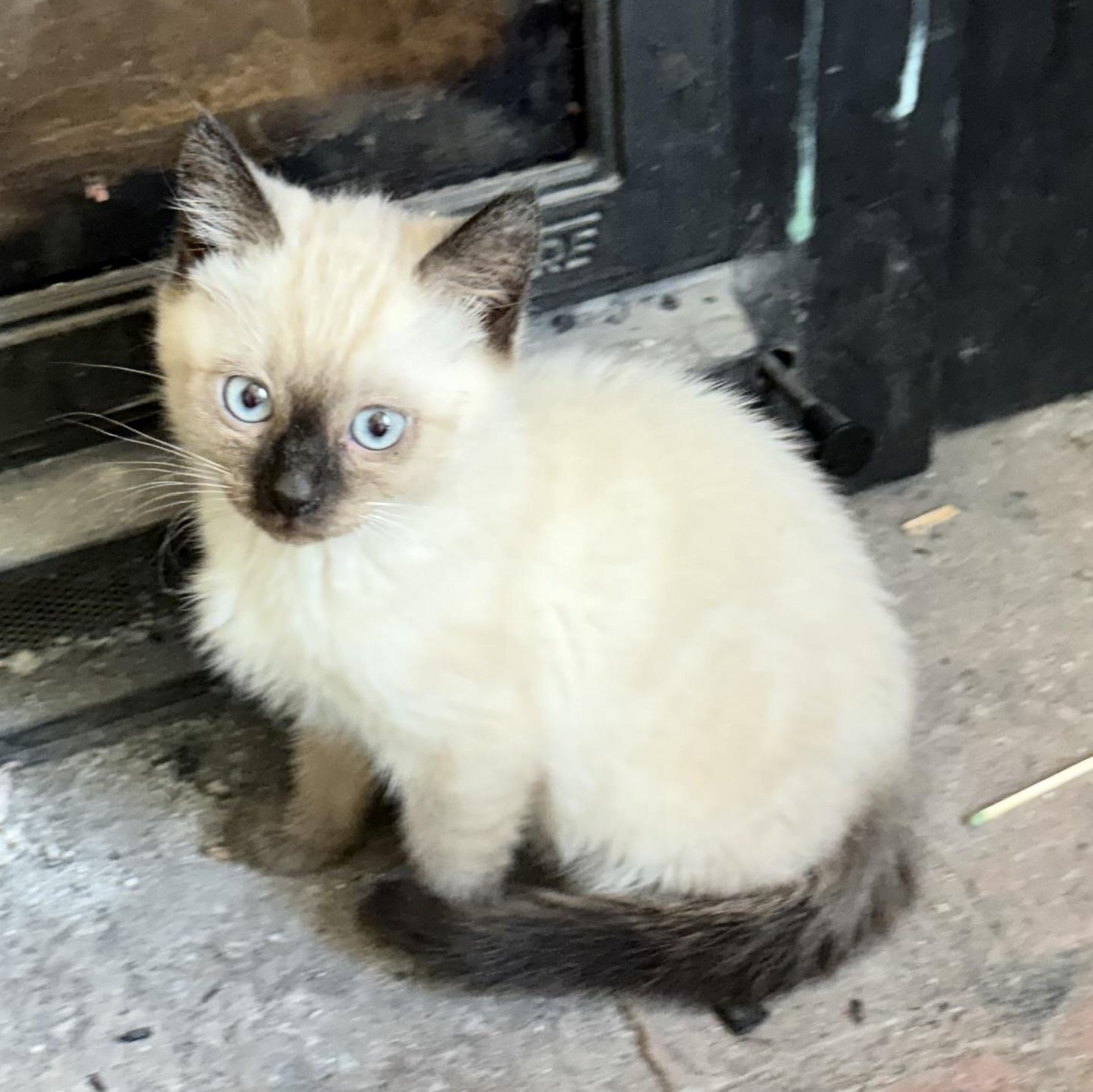Enlarge Zeus, a ADOPTABLE Siamese in Portland, OR image 2/5