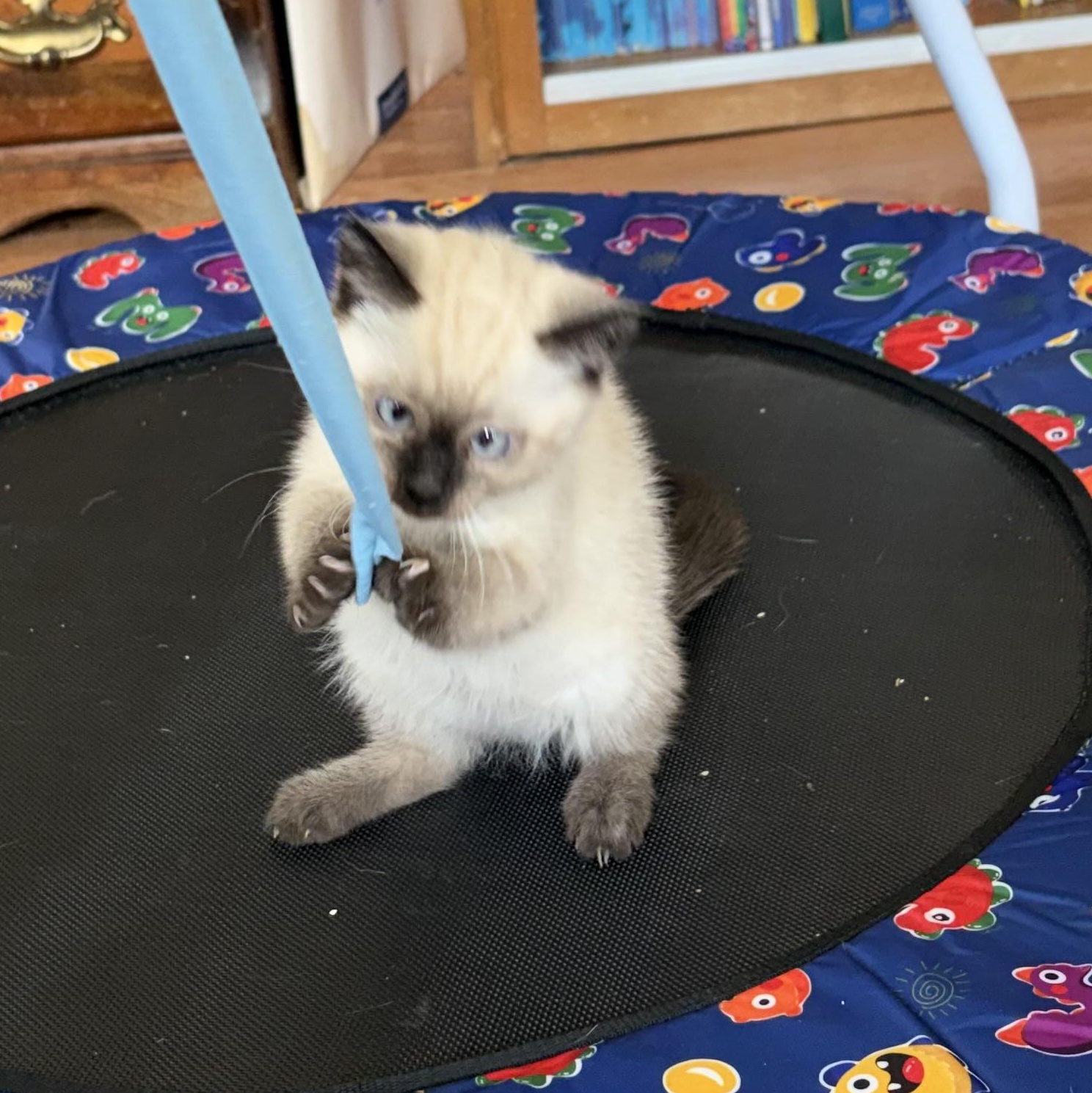 Enlarge Zeus, a ADOPTABLE Siamese in Portland, OR image 3/5