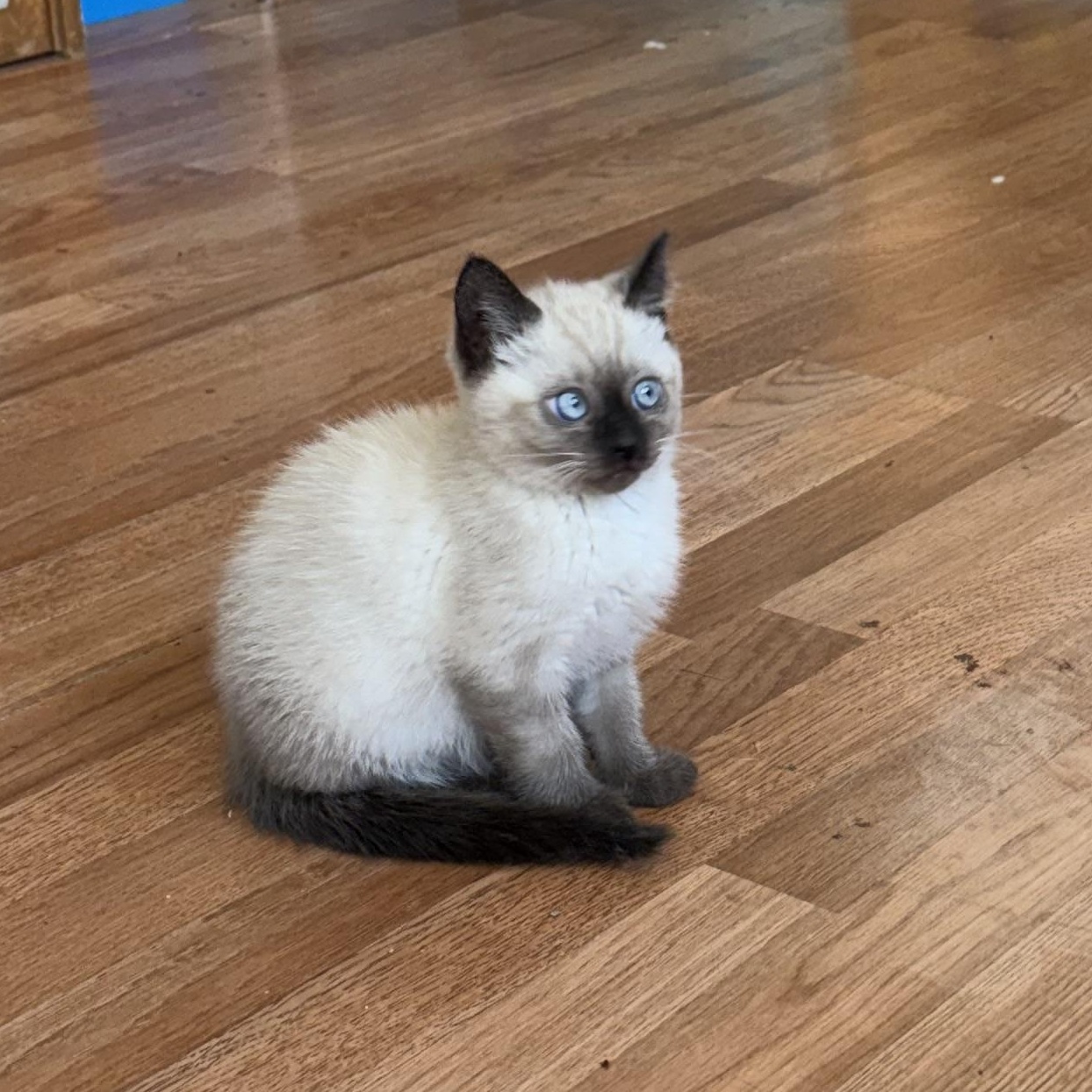 Enlarge Zeus, a ADOPTABLE Siamese in Portland, OR image 4/5