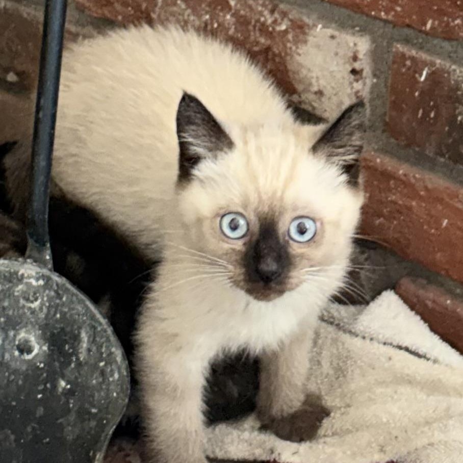 Zeus, ADOPTABLE, Kitten Male Siamese.