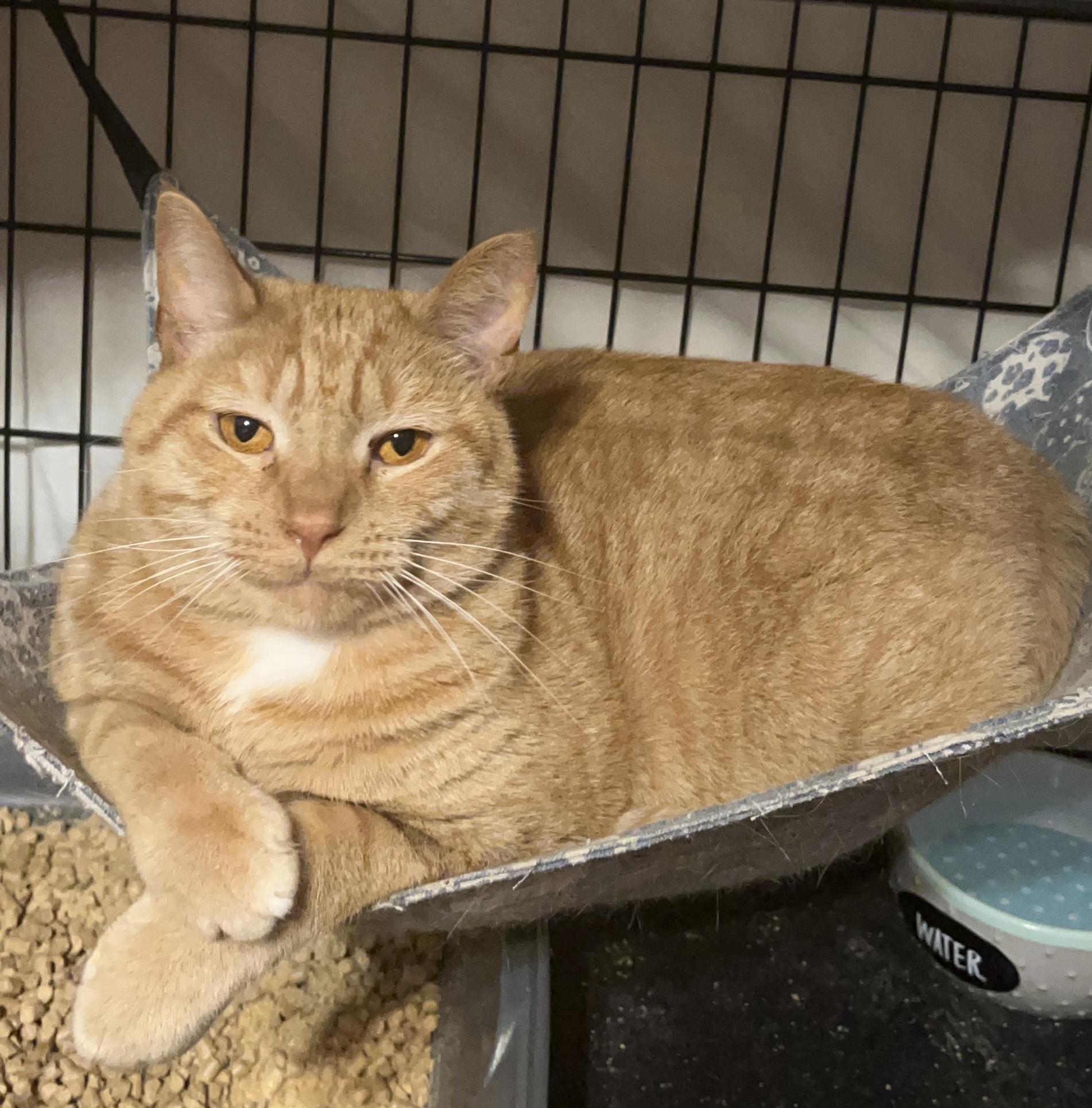 Cheddar, adopted, Adult Male Domestic Short Hair.