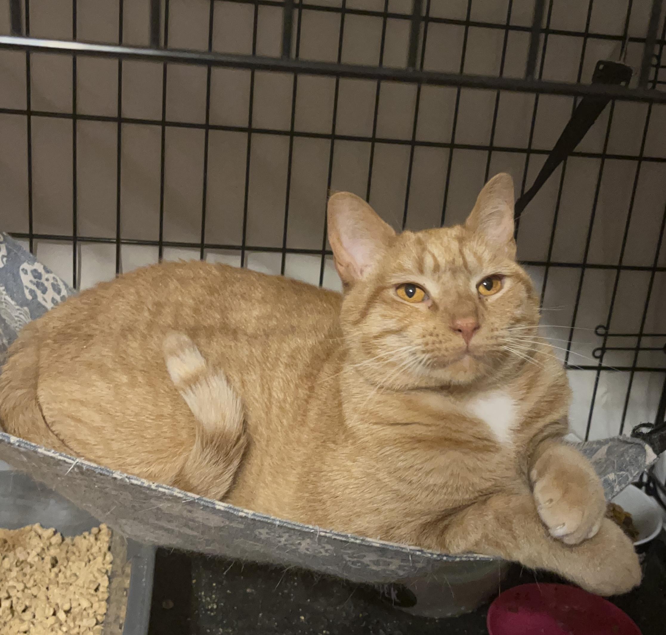 Enlarge Cheddar, an adopted Domestic Short Hair in Columbia, SC image 2/3