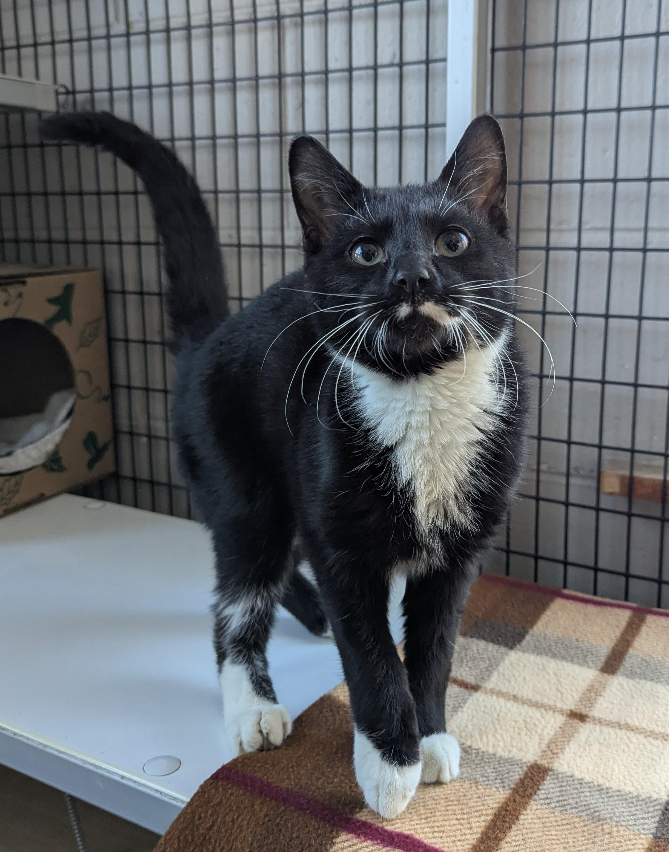 Alexei, Adoptable, Young Male Domestic Short Hair.