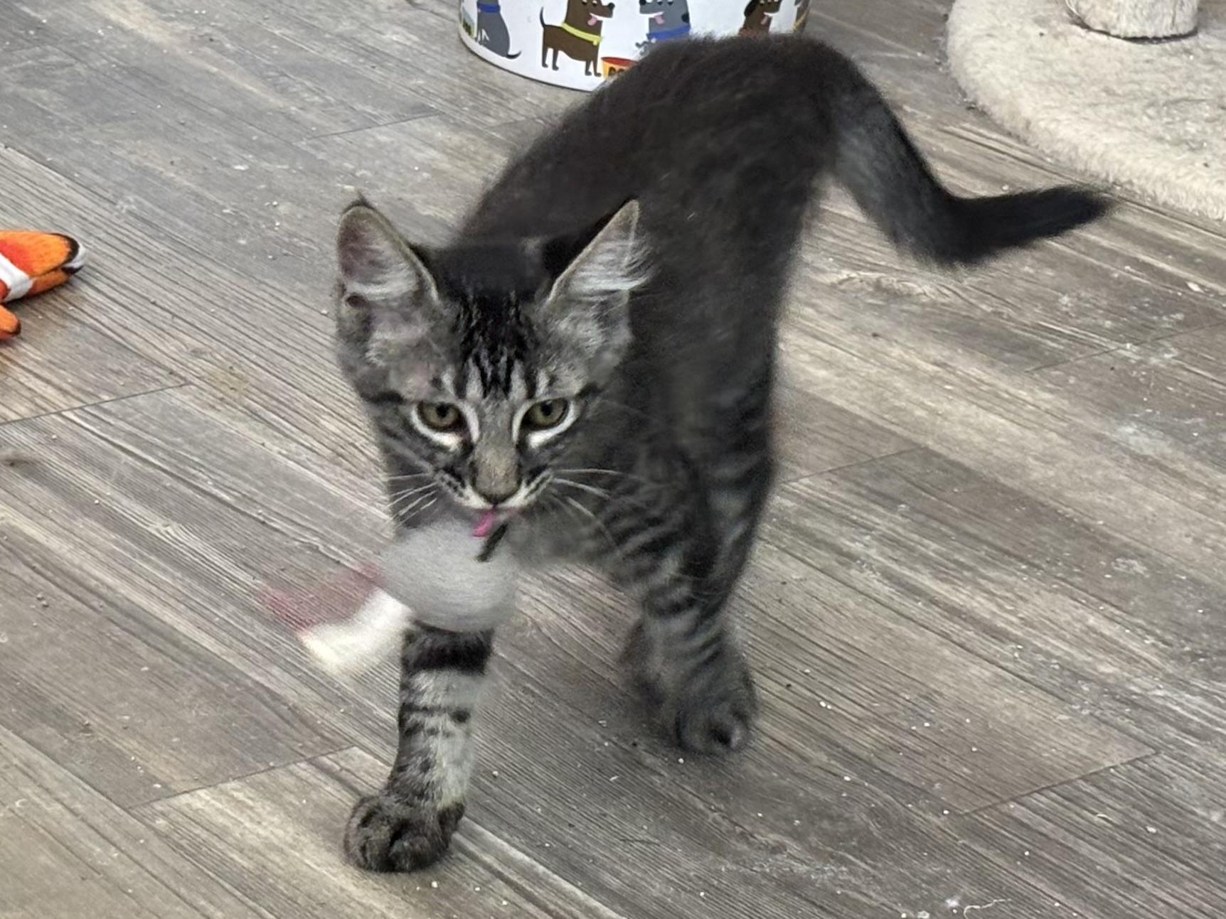 Doolittle, Adoptable, Young Male Domestic Short Hair.