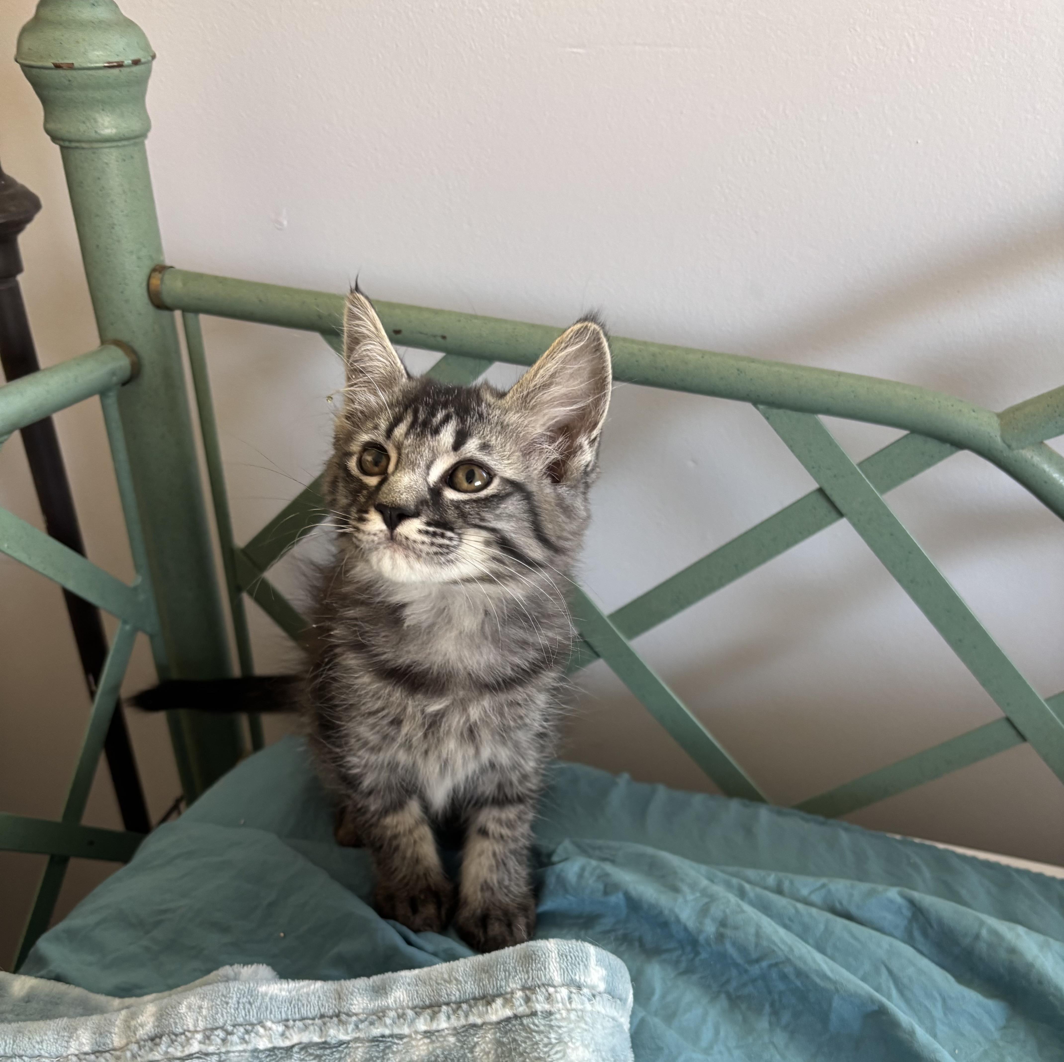 Enlarge Doolittle, a Adoptable Domestic Short Hair in Oracle, AZ image 2/2