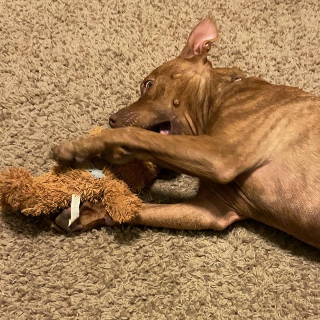 Enlarge Tadpole, a Adoptable mixed breed in St. Louis, MO image 2/6