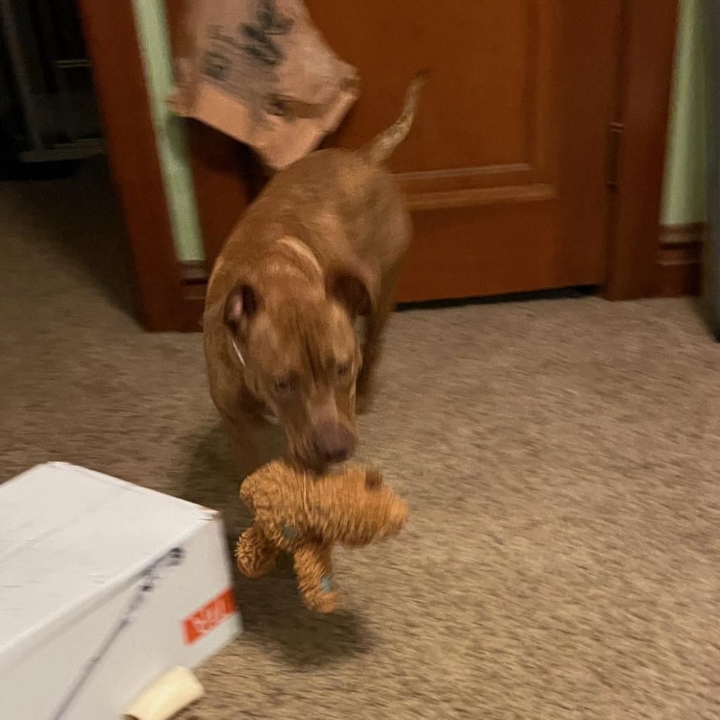 Enlarge Tadpole, a Adoptable mixed breed in St. Louis, MO image 3/6