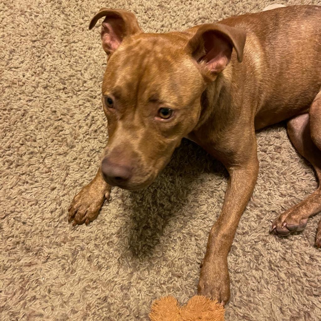 Enlarge Tadpole, a Adoptable mixed breed in St. Louis, MO image 4/6