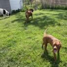 Enlarge Tadpole, a Adoptable mixed breed in St. Louis, MO image 4/6
