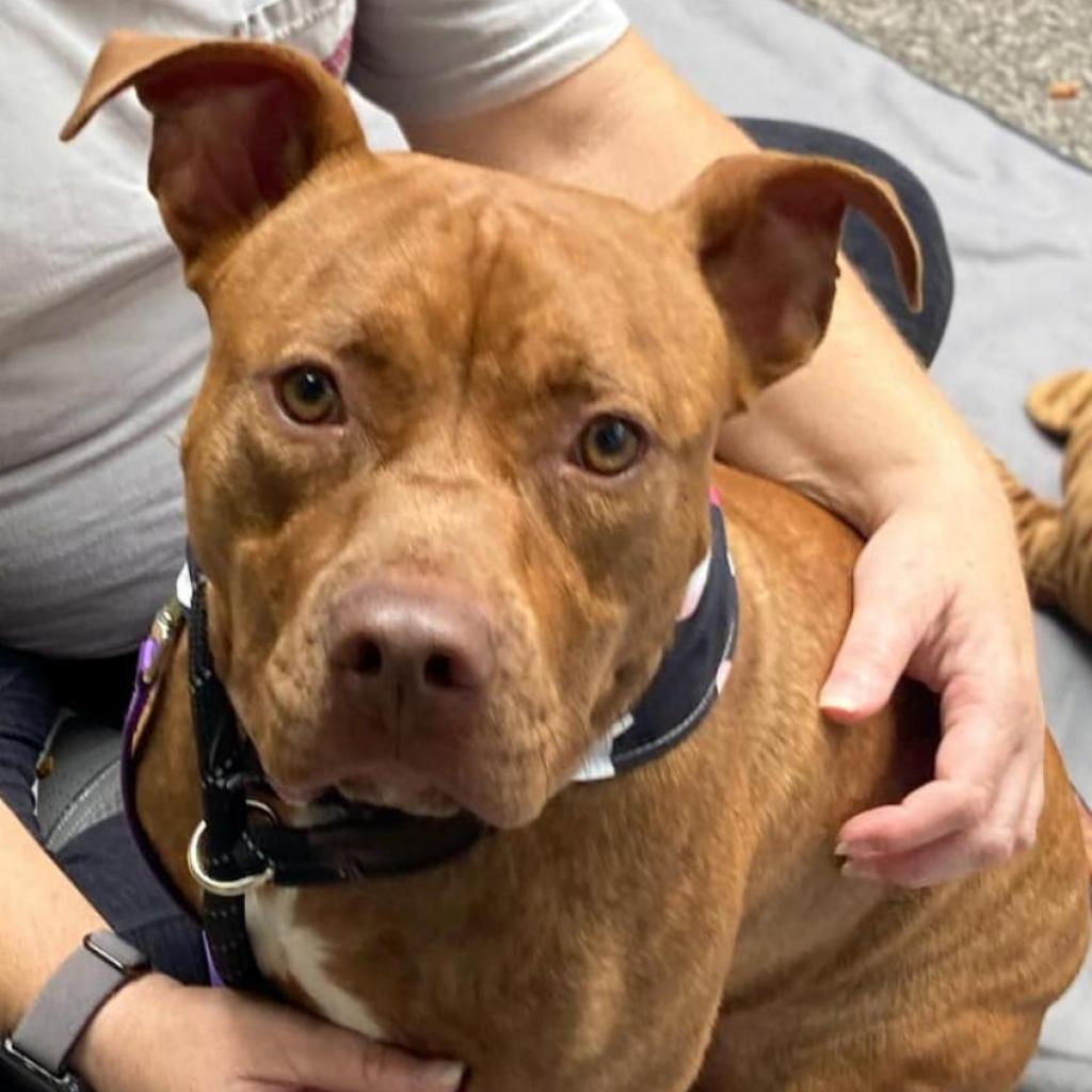 Enlarge Tadpole, a Adoptable mixed breed in St. Louis, MO image 5/6