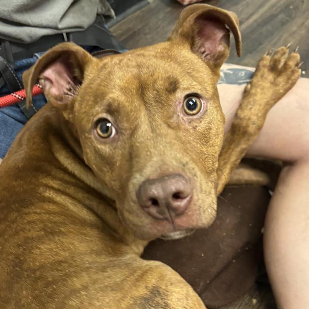 Enlarge Tadpole, a Adoptable mixed breed in St. Louis, MO image 6/6