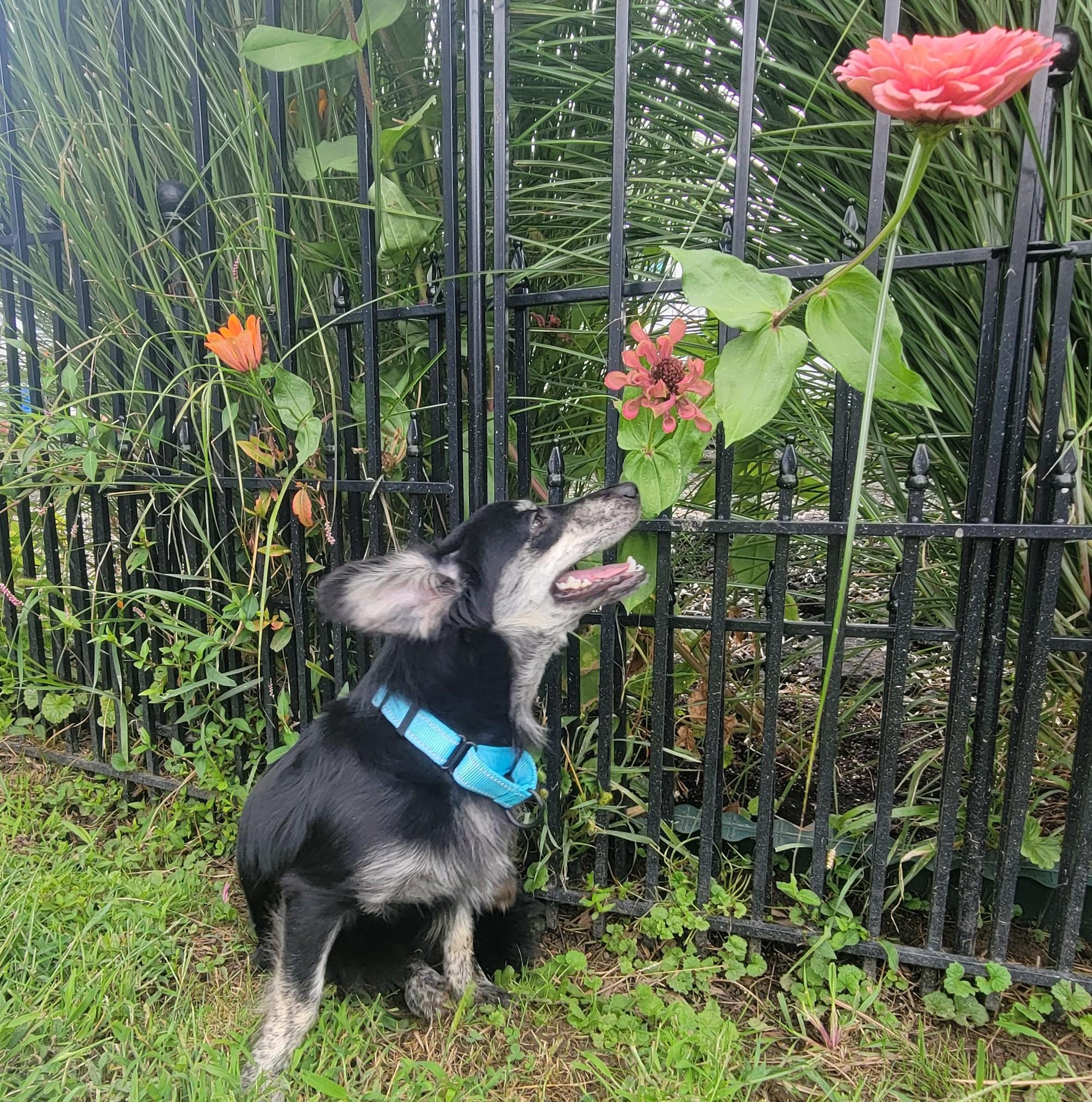 Larue, a ADOPTABLE mixed breed in Abington, PA image 1/2