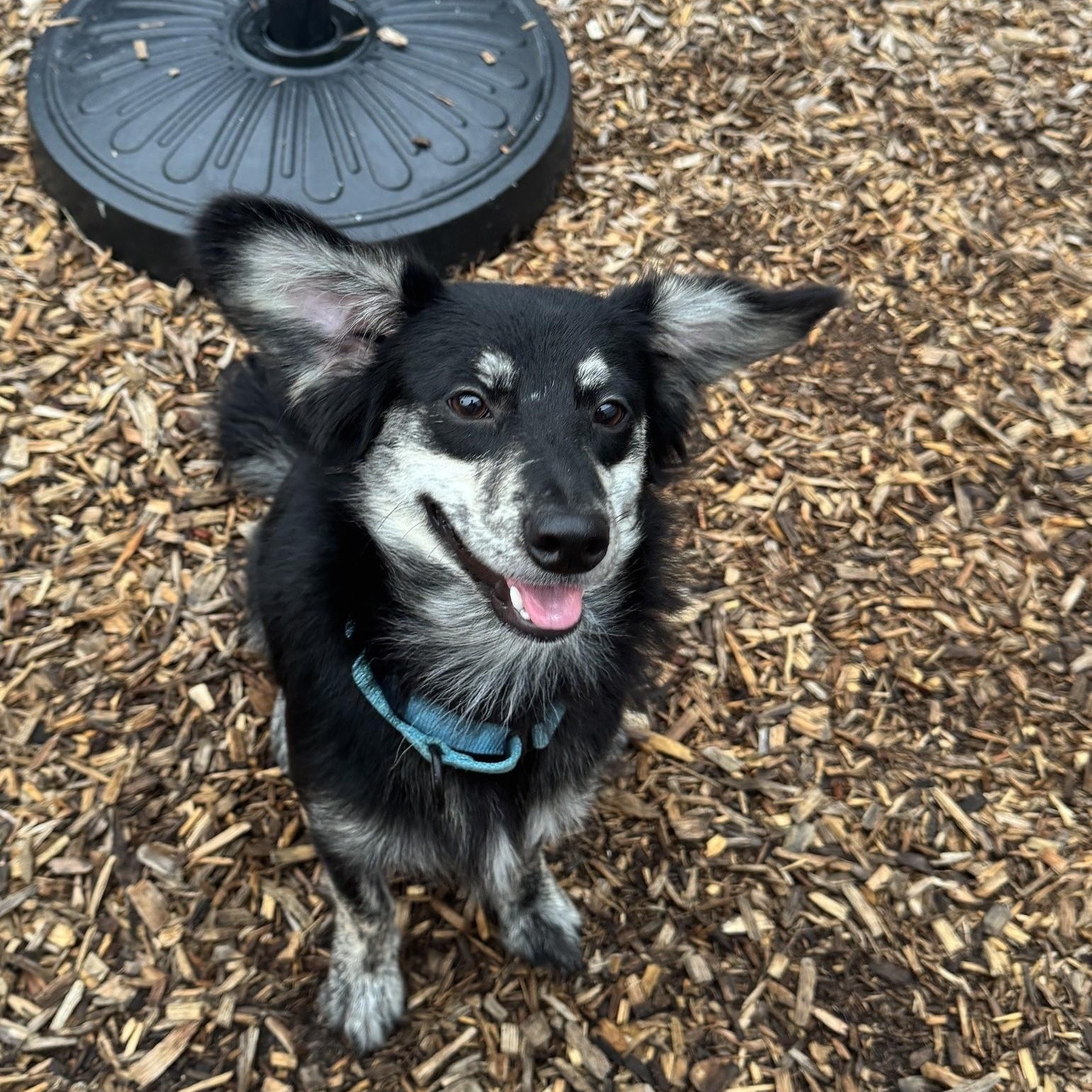 Larue, a ADOPTABLE mixed breed in Abington, PA image 2/2