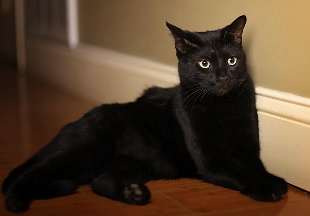 Enlarge Dorian, a Adoptable Domestic Short Hair in Charleston, SC image 3/3