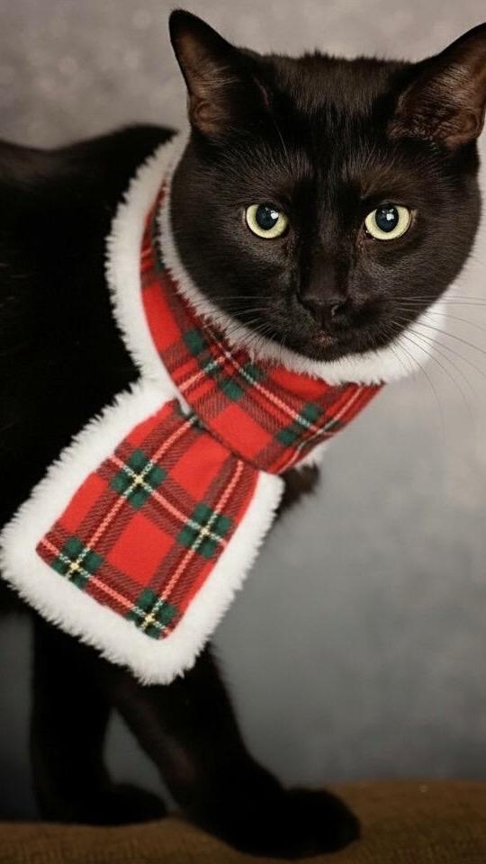 Enlarge Dorian, a Adoptable Domestic Short Hair in Charleston, SC image 2/3