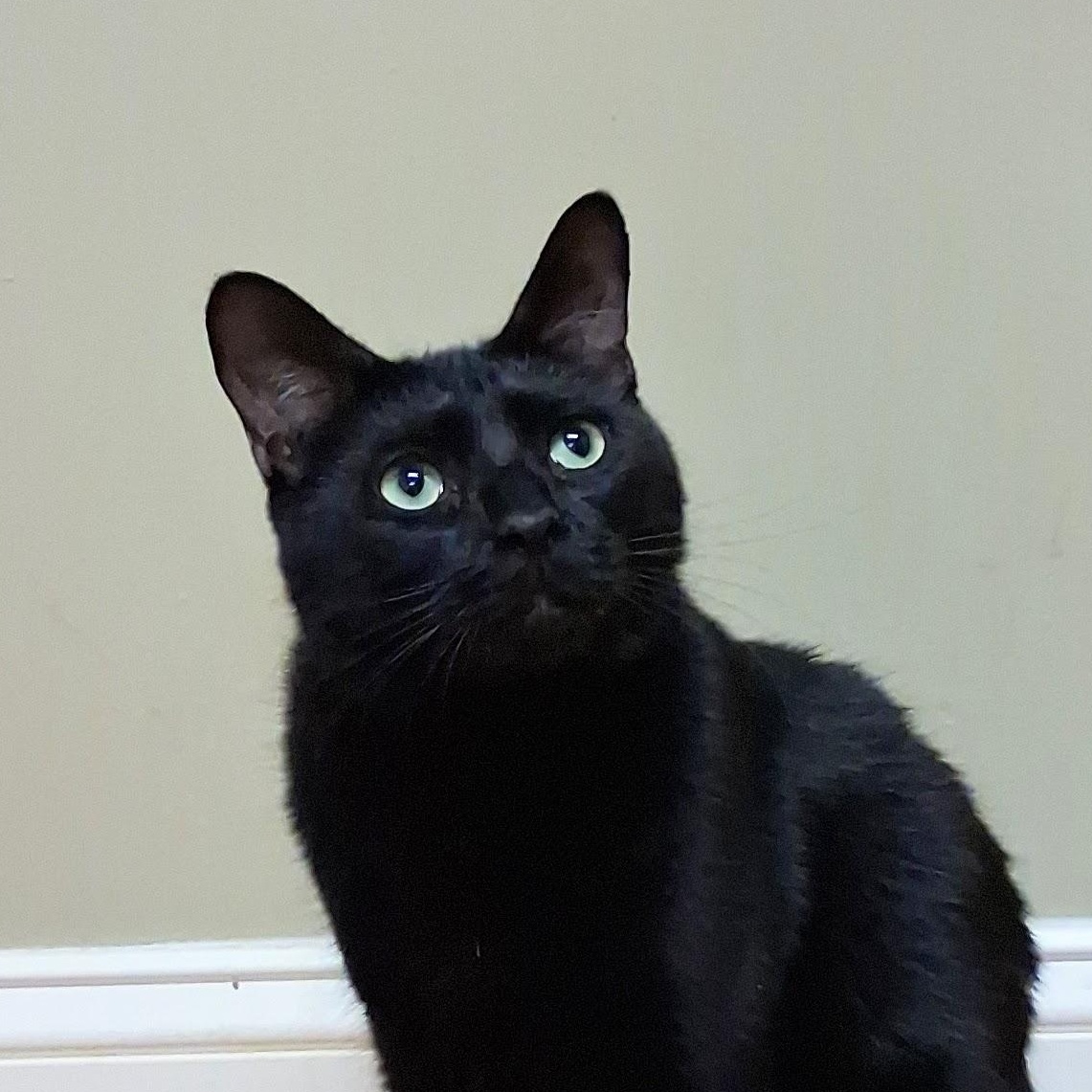 Dorian, Adoptable, Adult Male Domestic Short Hair.