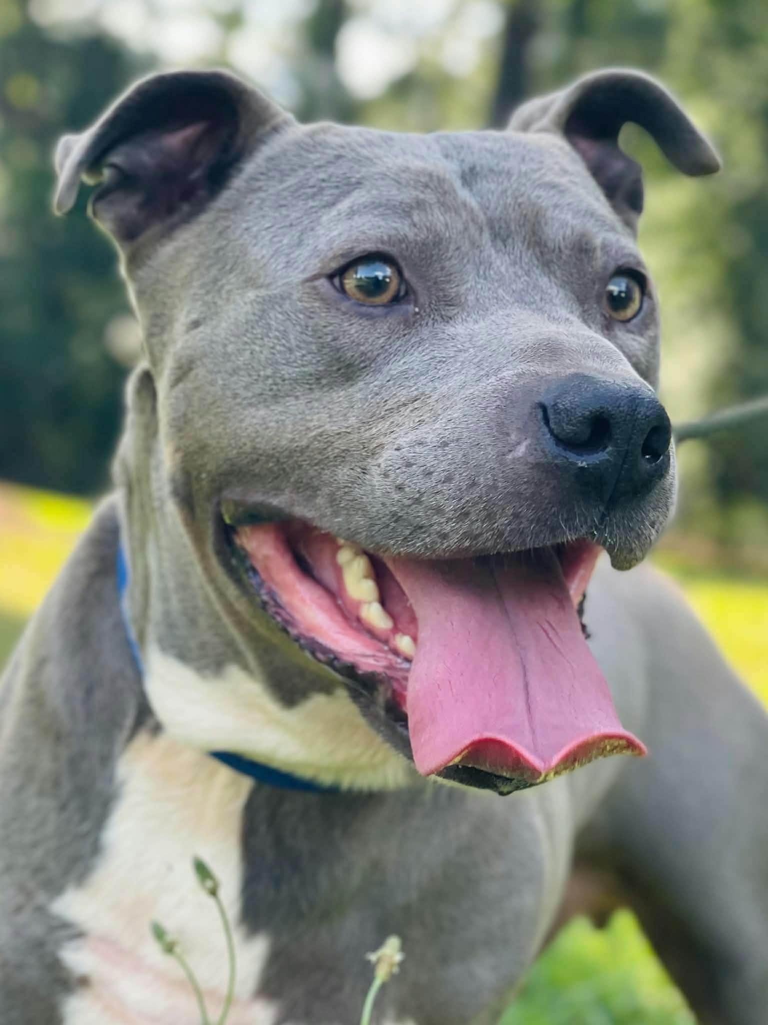Brick, Adoptable, Young Male American Bully.