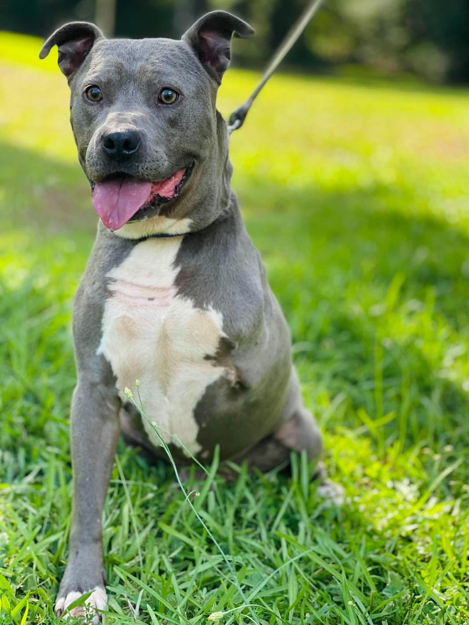 Enlarge Brick, a Adoptable mixed breed in Powell, TN image 2/5