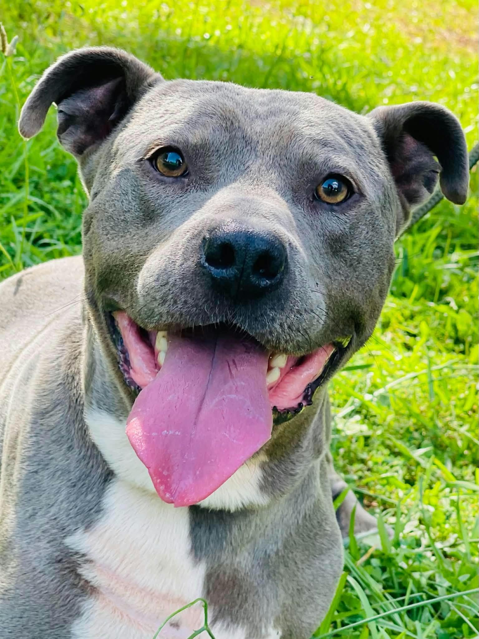 Enlarge Brick, a Adoptable mixed breed in Powell, TN image 3/5