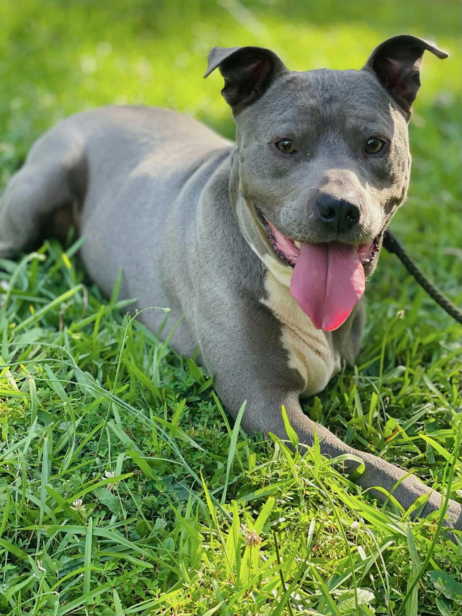 Enlarge Brick, a Adoptable mixed breed in Powell, TN image 5/5