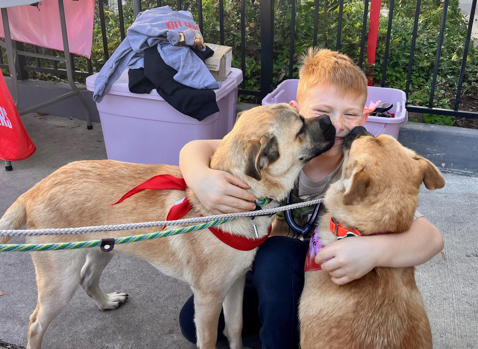 Bob & Mike, a ADOPTABLE mixed breed in El Segundo, CA image 5/6