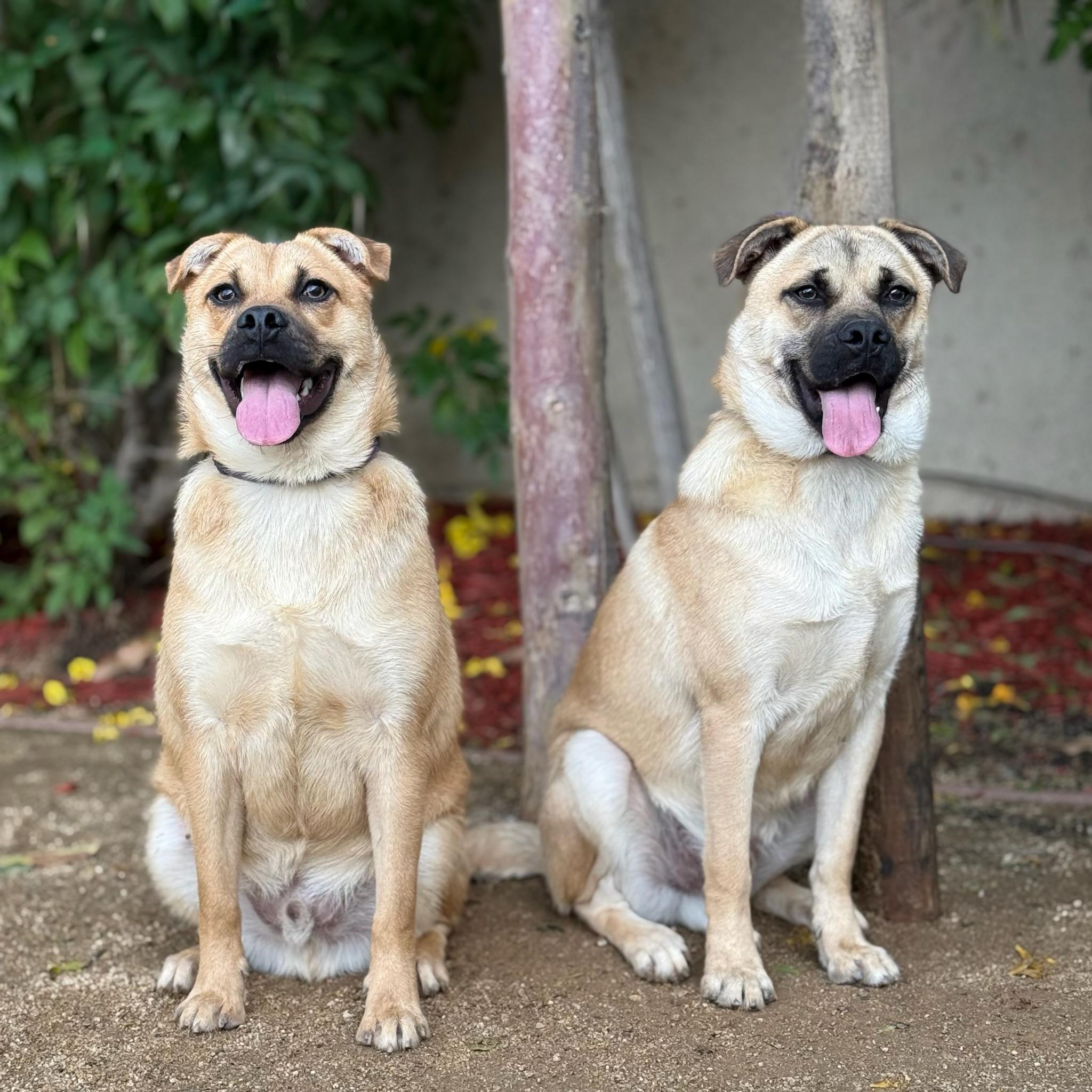 Bob & Mike, a ADOPTABLE mixed breed in El Segundo, CA image 1/6