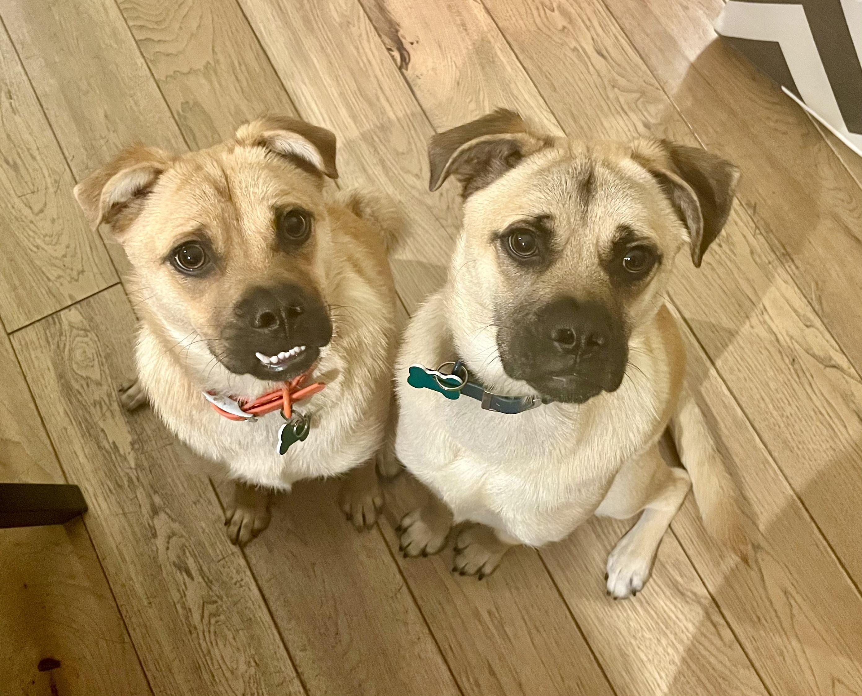 Bob & Mike, a ADOPTABLE mixed breed in El Segundo, CA image 2/6