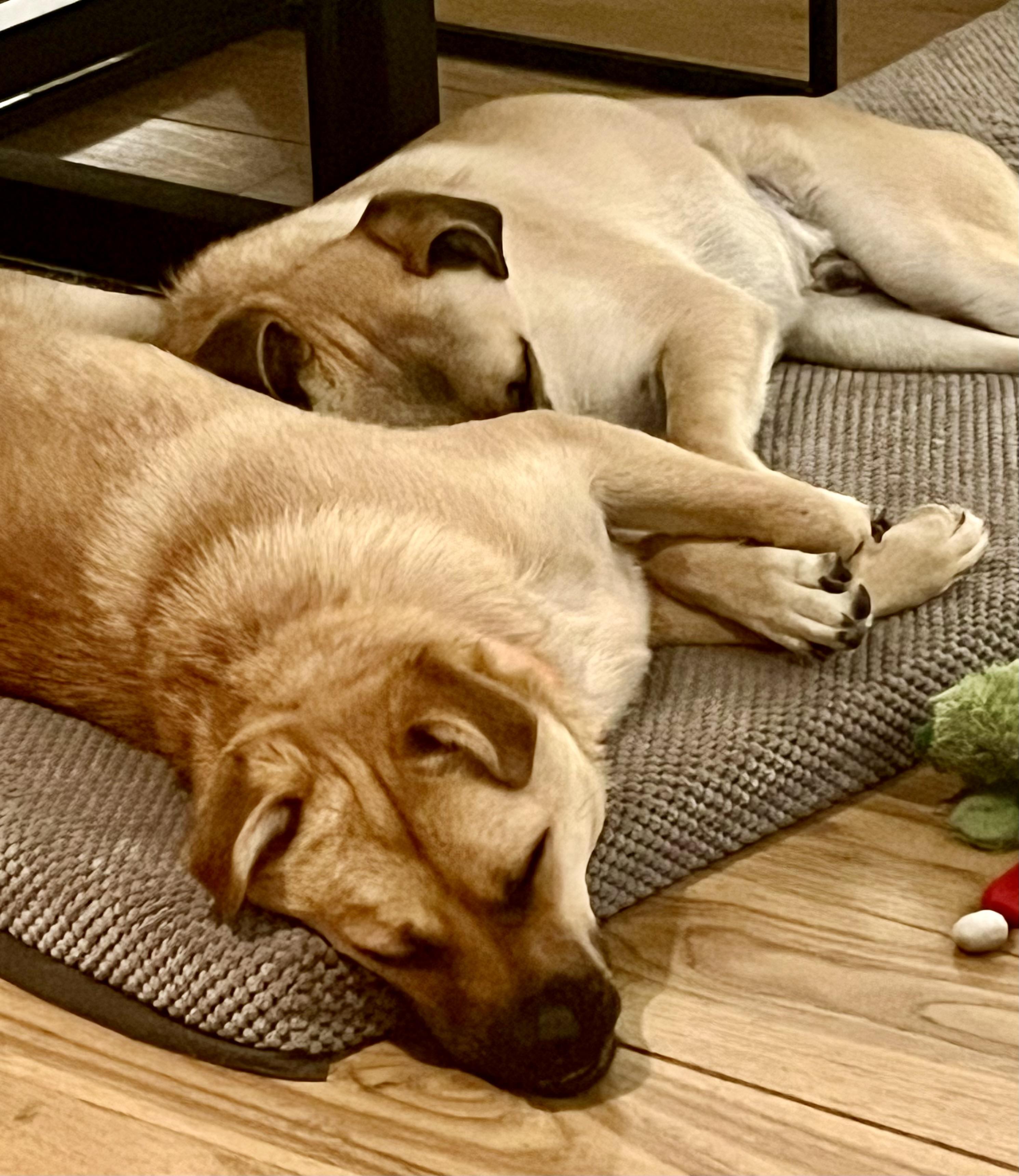 Bob & Mike, a ADOPTABLE mixed breed in El Segundo, CA image 6/6