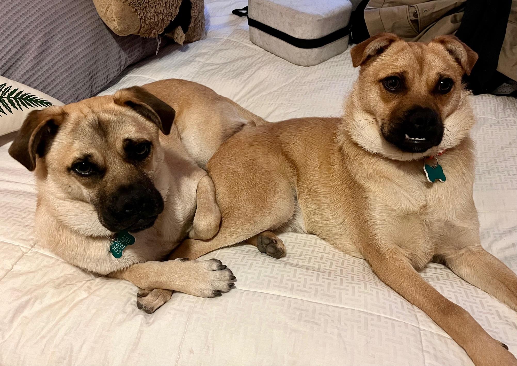 Bob & Mike, a ADOPTABLE mixed breed in El Segundo, CA image 3/6