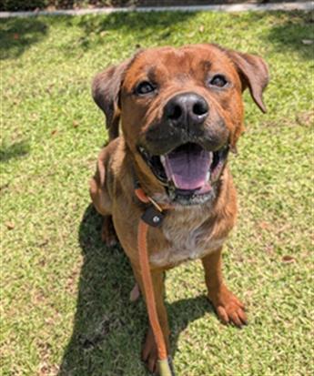 Enlarge HAM, a Adoptable mixed breed in Redlands, CA image 1/1