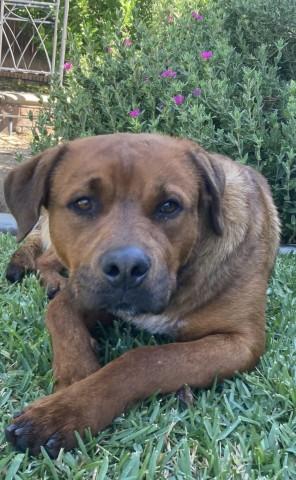 HAM, Adoptable, Adult Male German Shepherd Dog & Pit Bull Terrier.