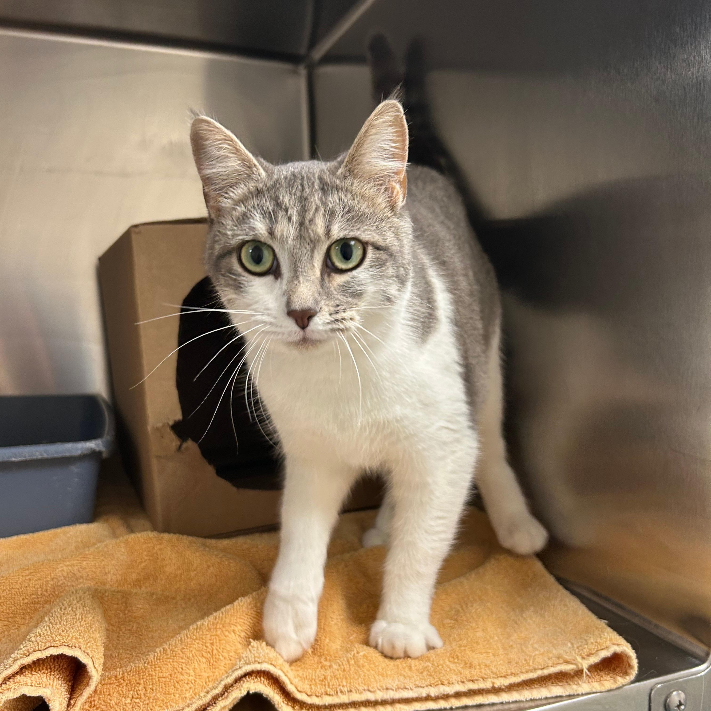 Enlarge Cinder, a Adoptable Domestic Short Hair in Lindon, UT image 1/1