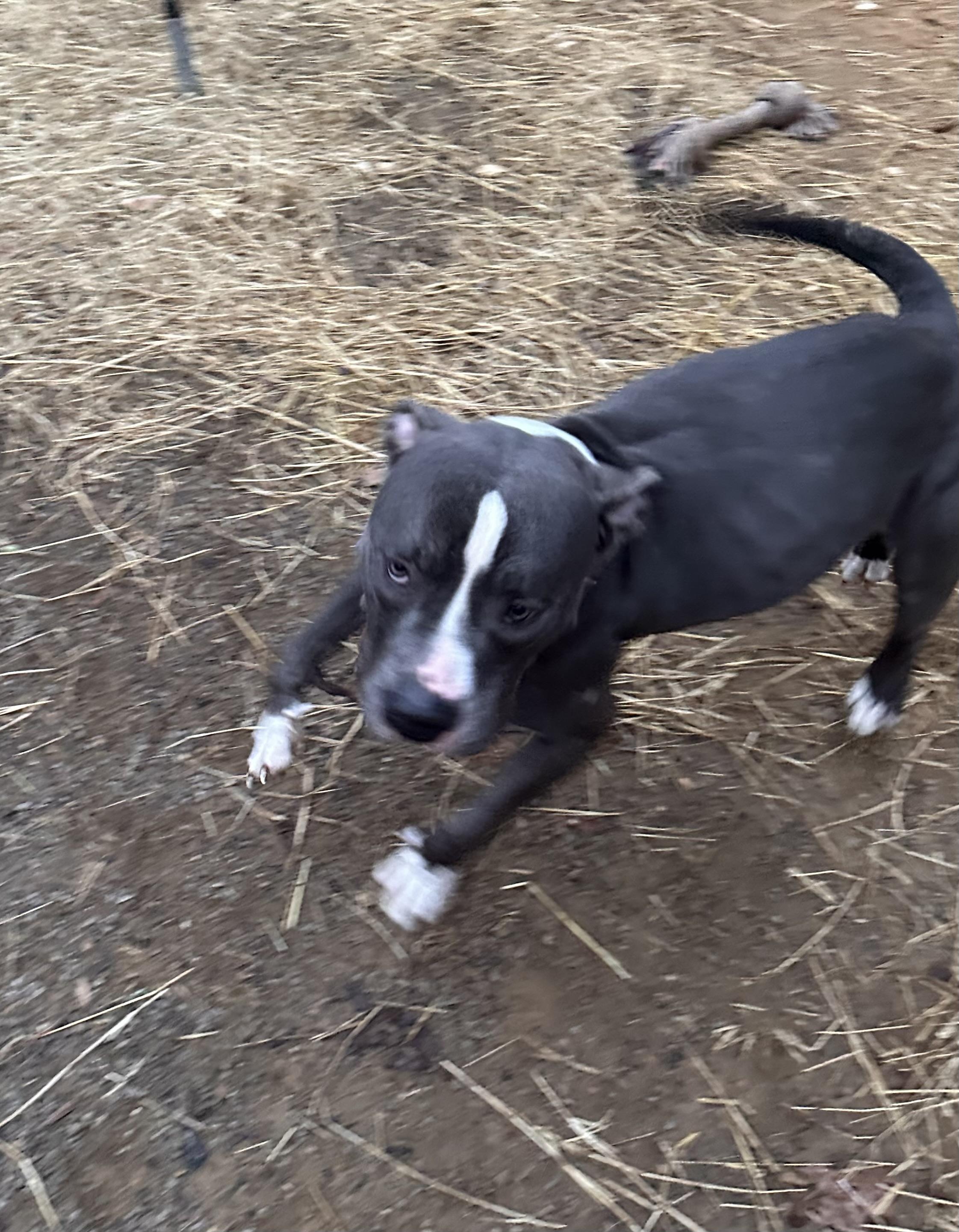 Precious (Special Needs), Adoptable, Adult Female American Staffordshire Terrier.