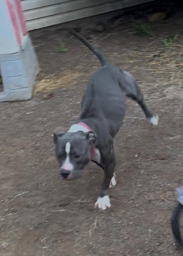 Precious (Special Needs), a Adoptable mixed breed in Chelsea, AL image 2/3