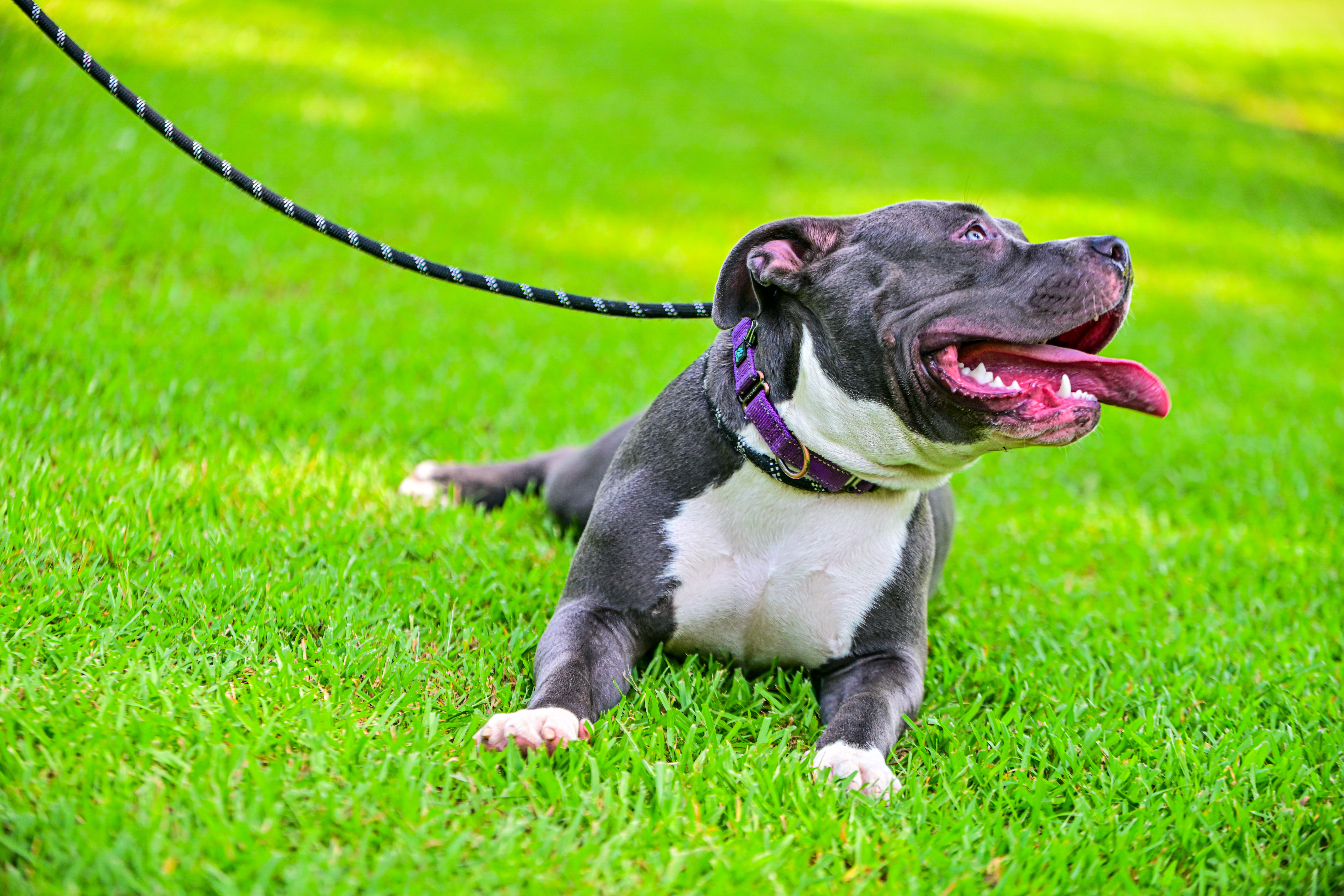 Precious (Special Needs), an adoptable American Staffordshire Terrier in Chelsea, AL, 35043 | Photo Image 1