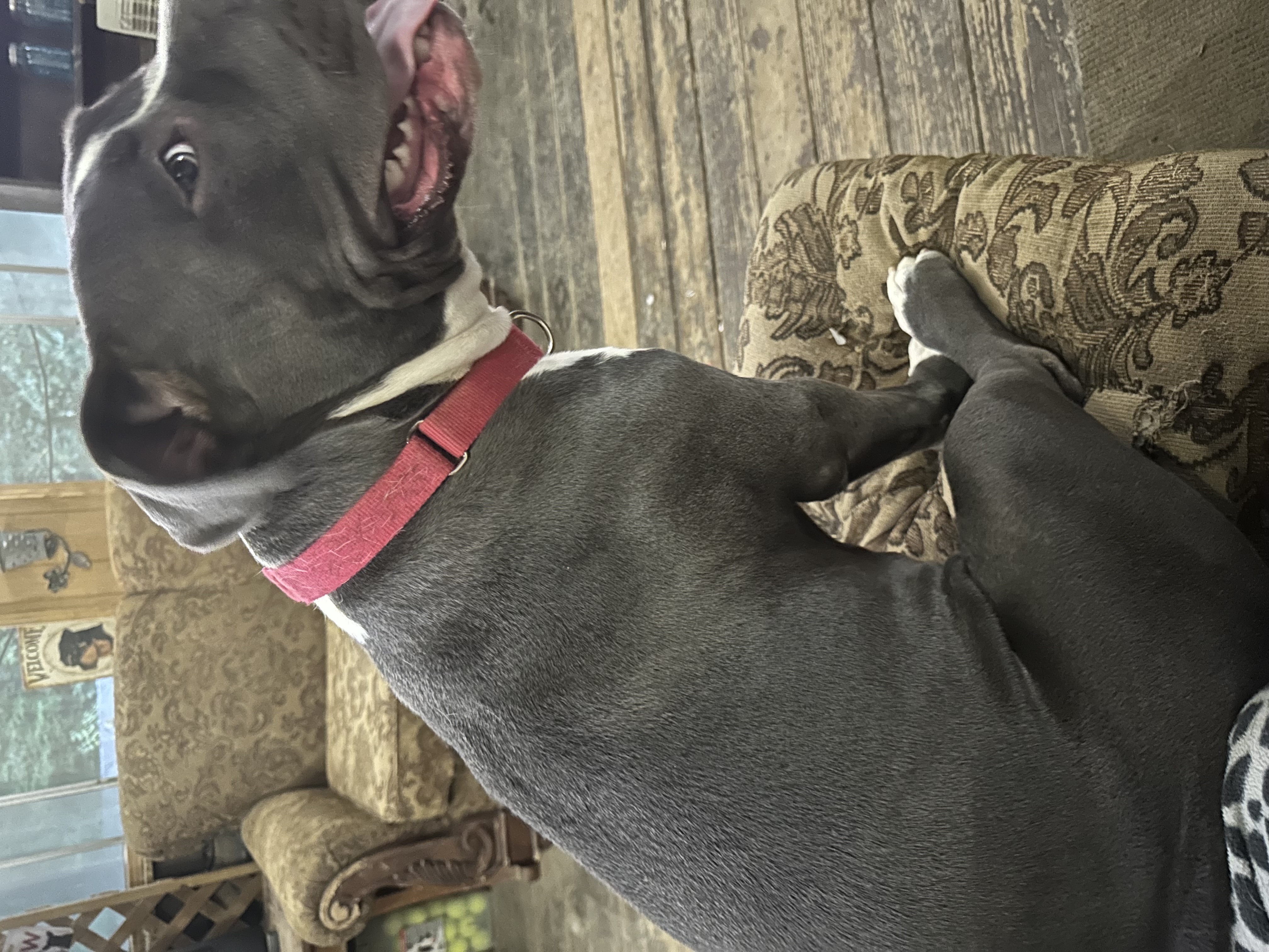 Precious (Special Needs), a Adoptable mixed breed in Chelsea, AL image 3/6