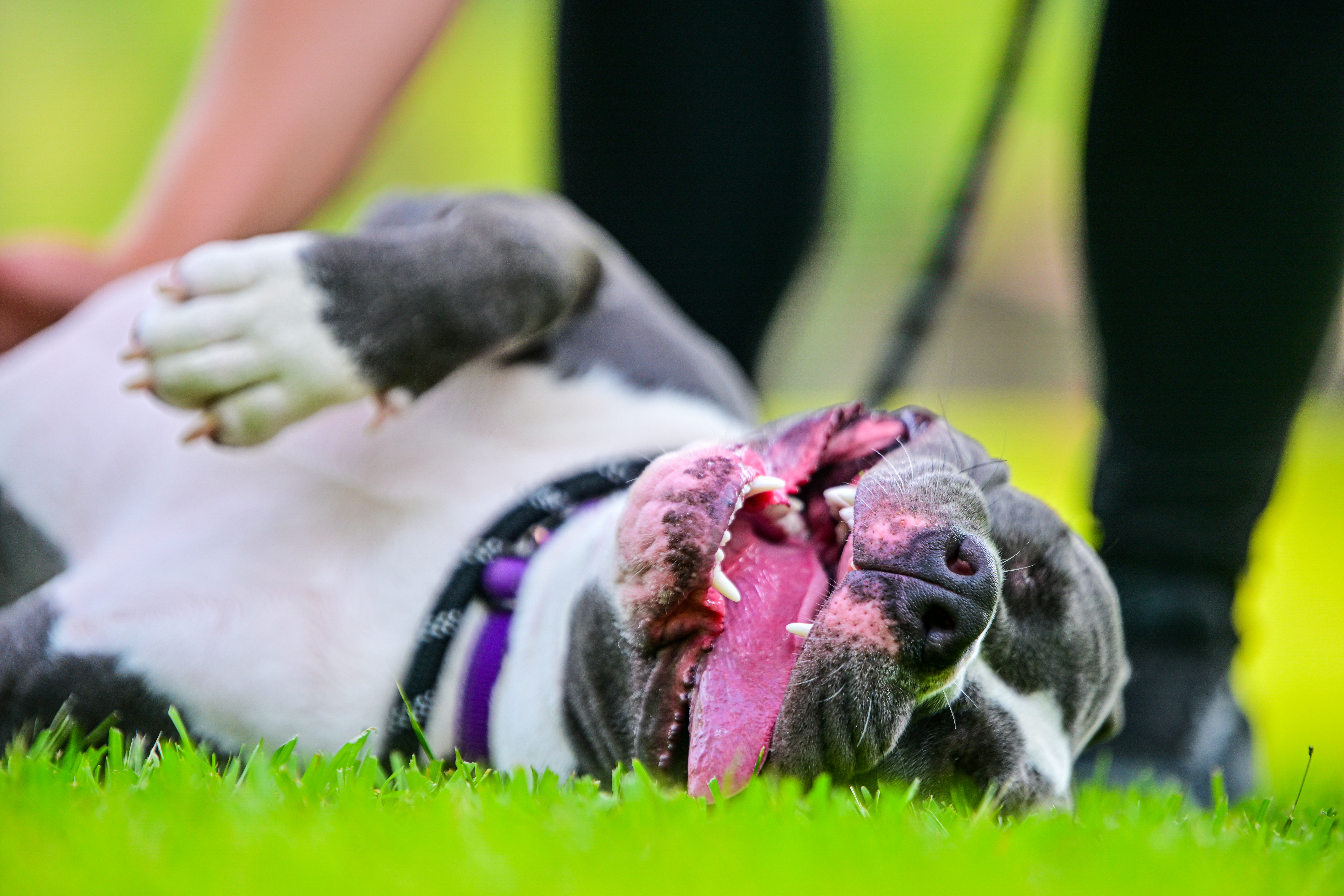 Precious (Special Needs), an adoptable American Staffordshire Terrier in Chelsea, AL, 35043 | Photo Image 8