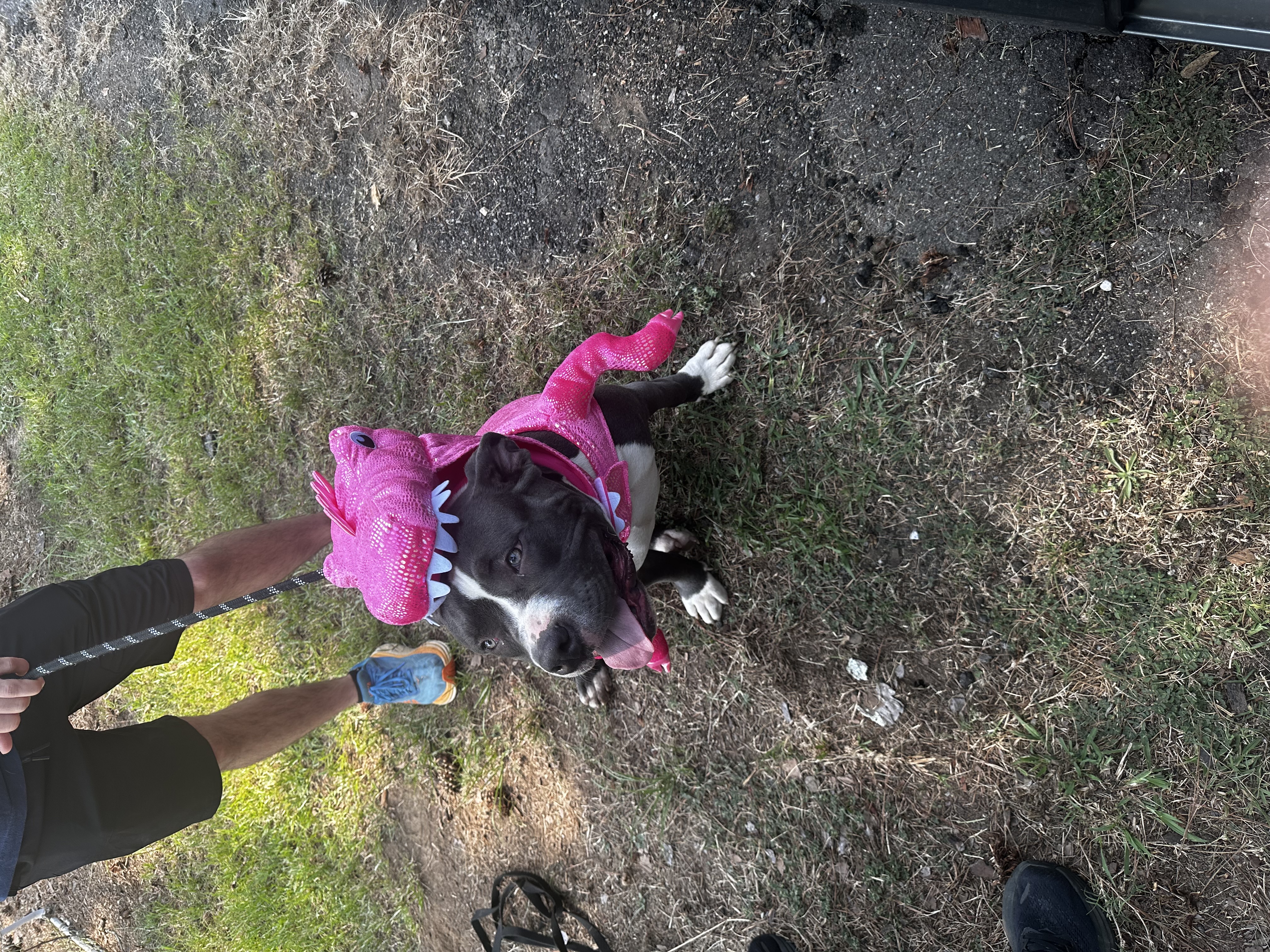 Precious (Special Needs), a Adoptable mixed breed in Chelsea, AL image 4/6