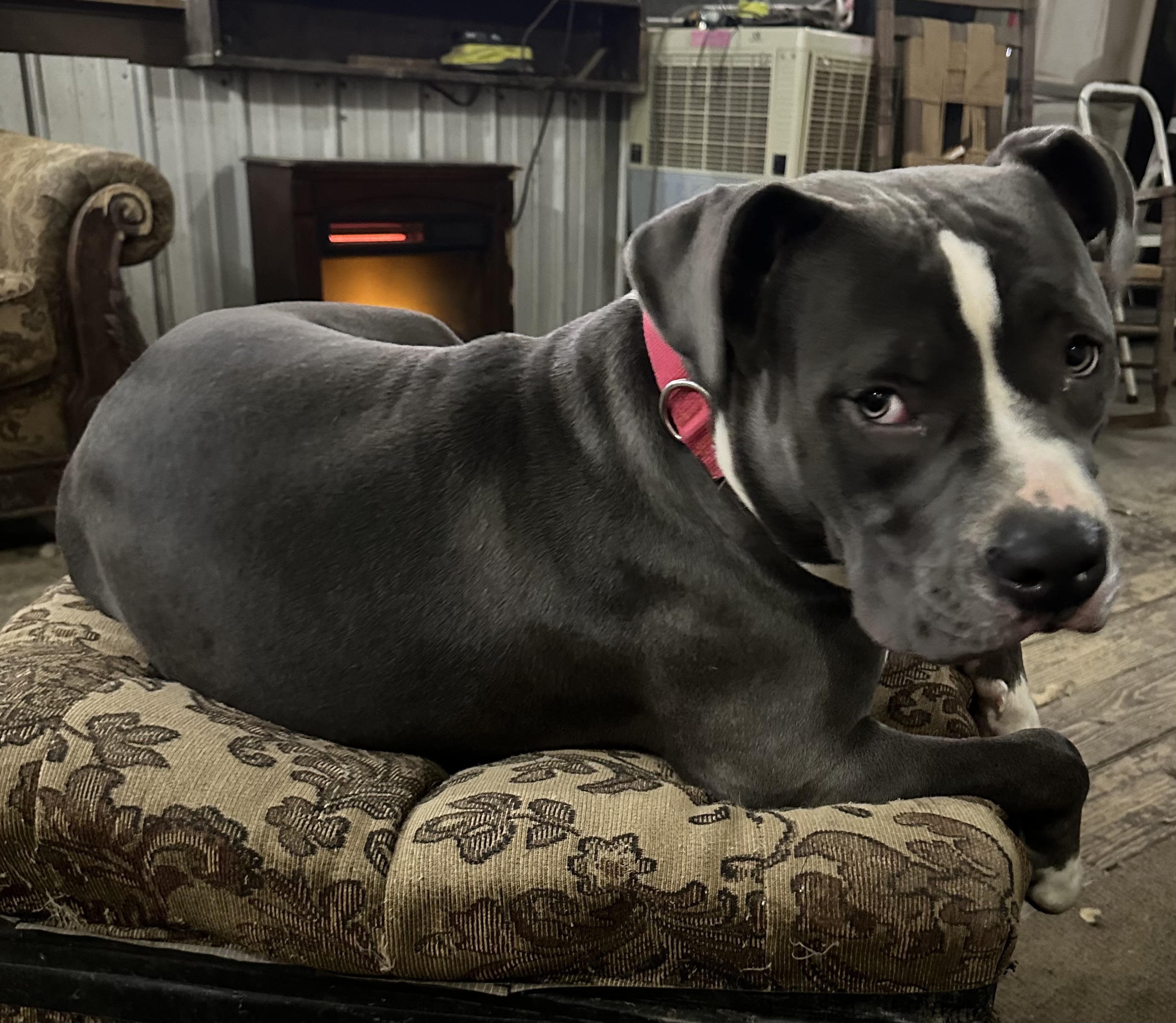 Precious (Special Needs), a Adoptable mixed breed in Chelsea, AL image 6/6