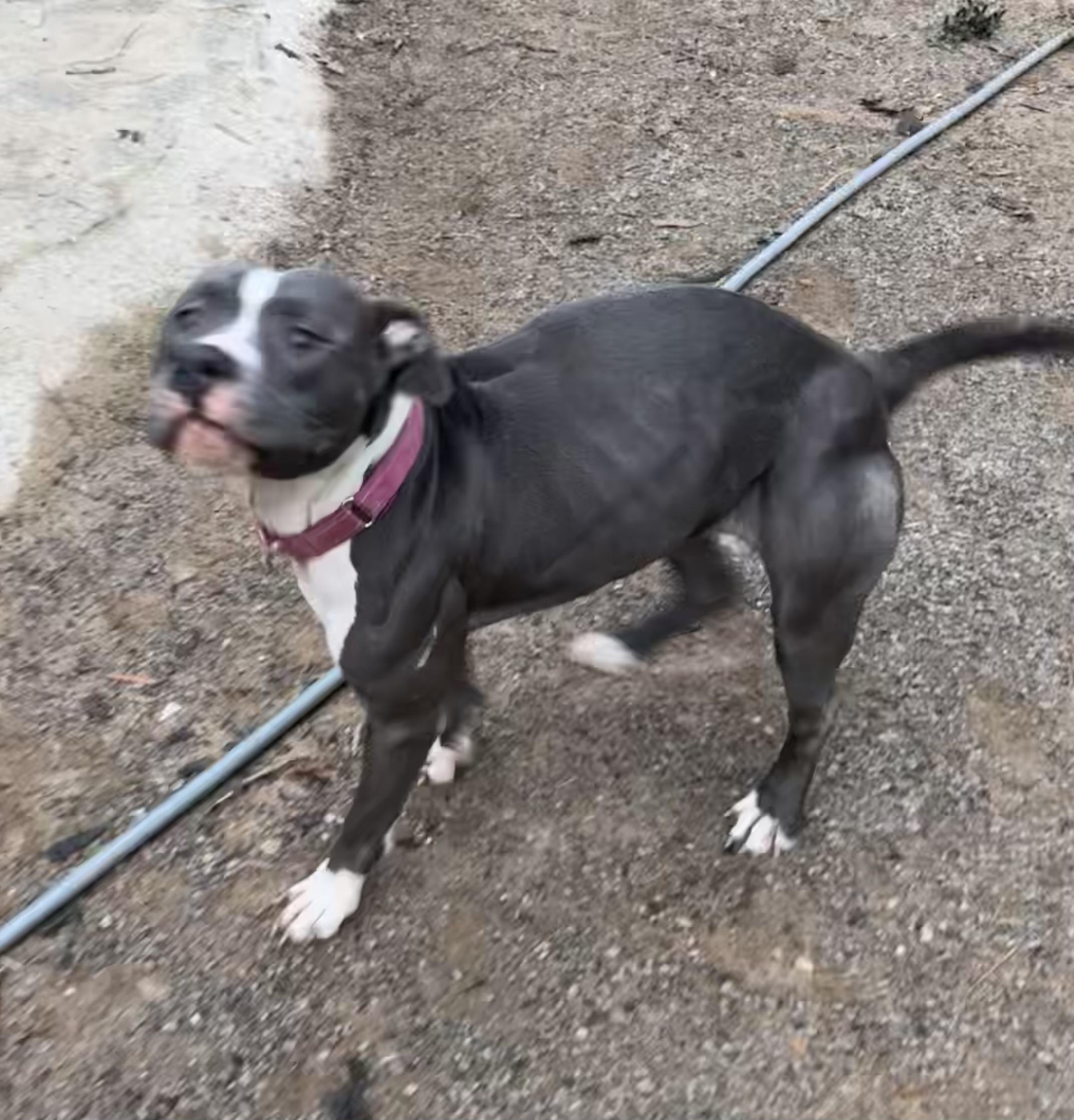 Precious (Special Needs), a Adoptable mixed breed in Chelsea, AL image 3/3