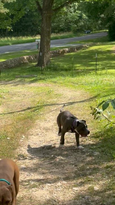 Enlarge Precious (Special Needs), a Adoptable mixed breed in Chelsea, AL video 2/6