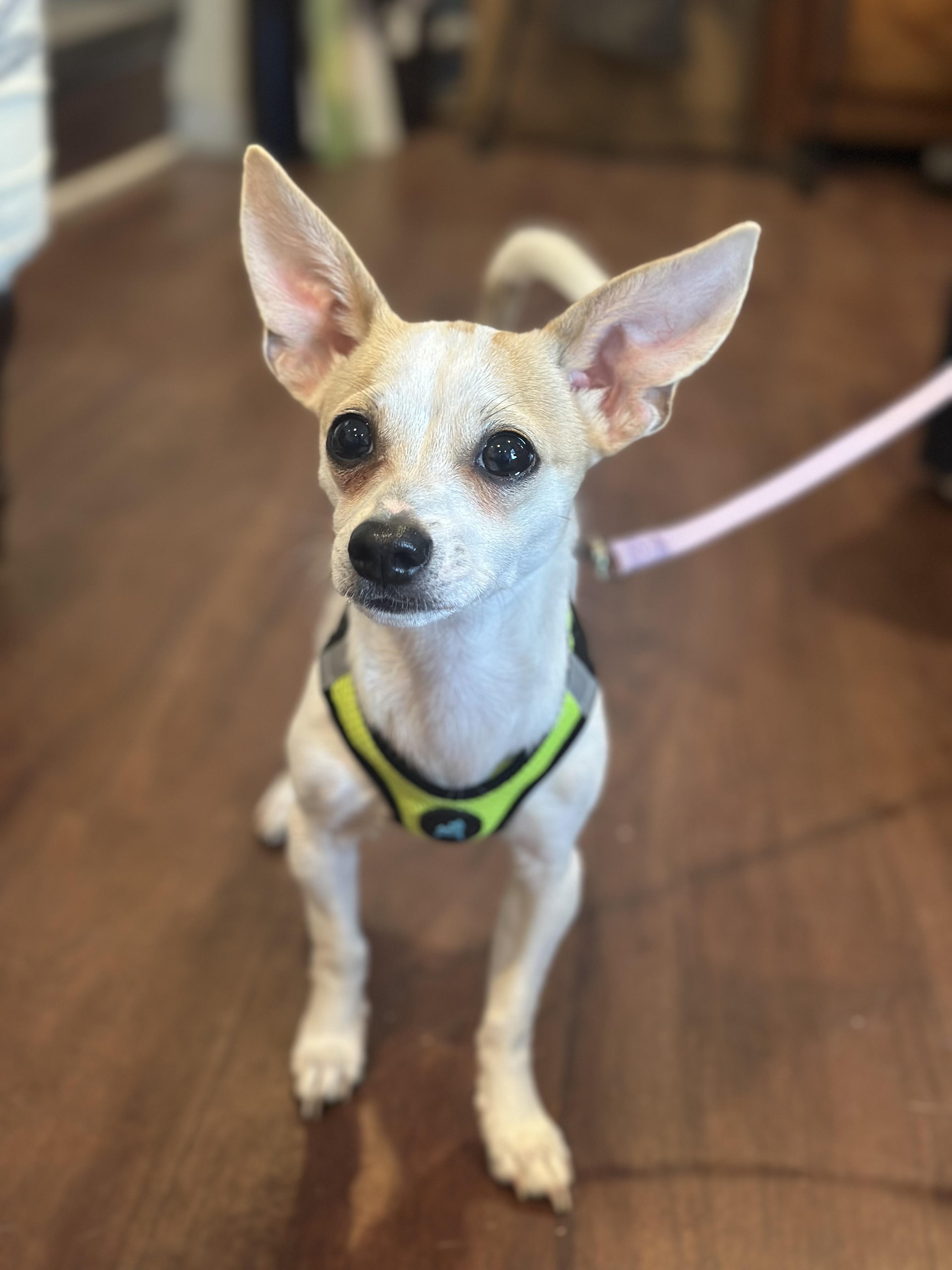 Enlarge Coco, a Adopted mixed breed in Ellicott City, MD image 1/3