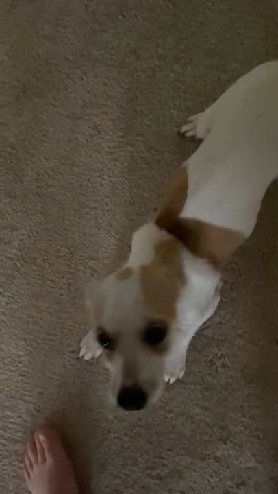 Enlarge Coco, a Adopted mixed breed in Ellicott City, MD video 2/3