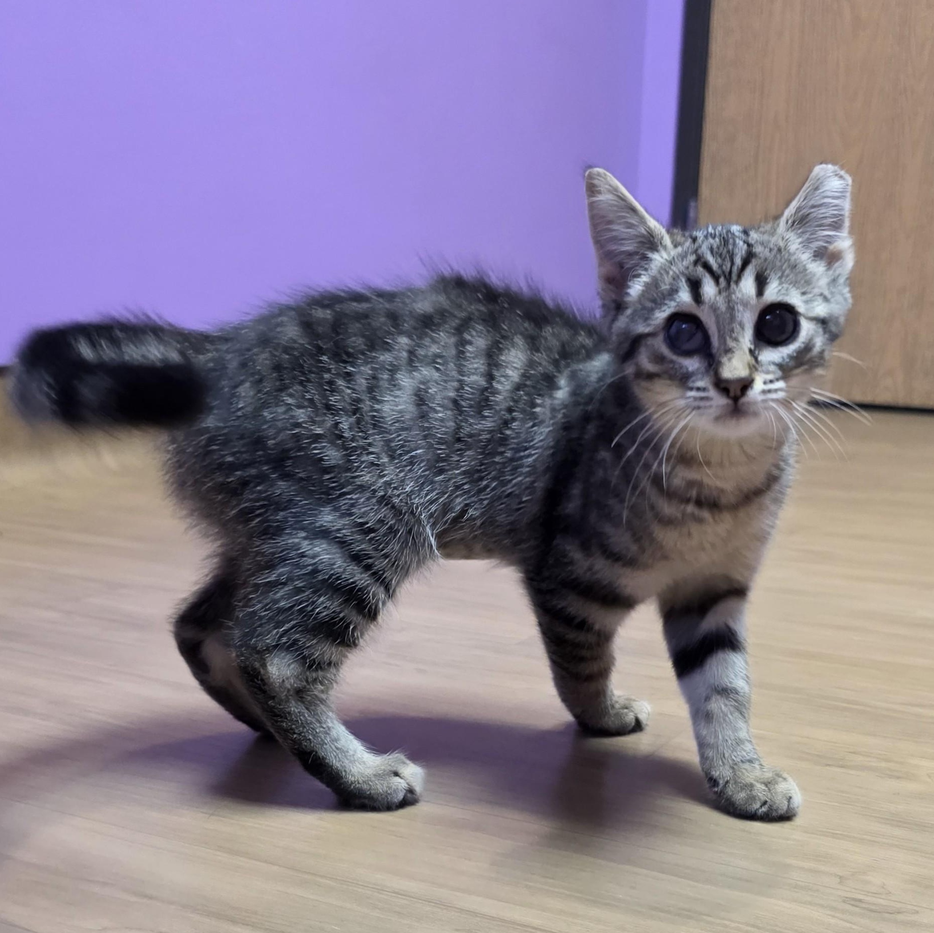 Bonnie, ADOPTABLE, Kitten Female Domestic Short Hair.