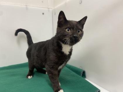 Fish Stick, Adoptable, Young Male Domestic Short Hair.